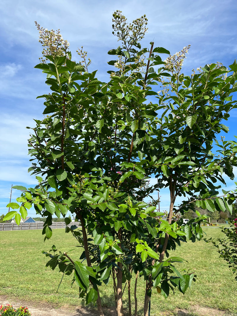 CRAPE MYRTLE, NATCHEZ