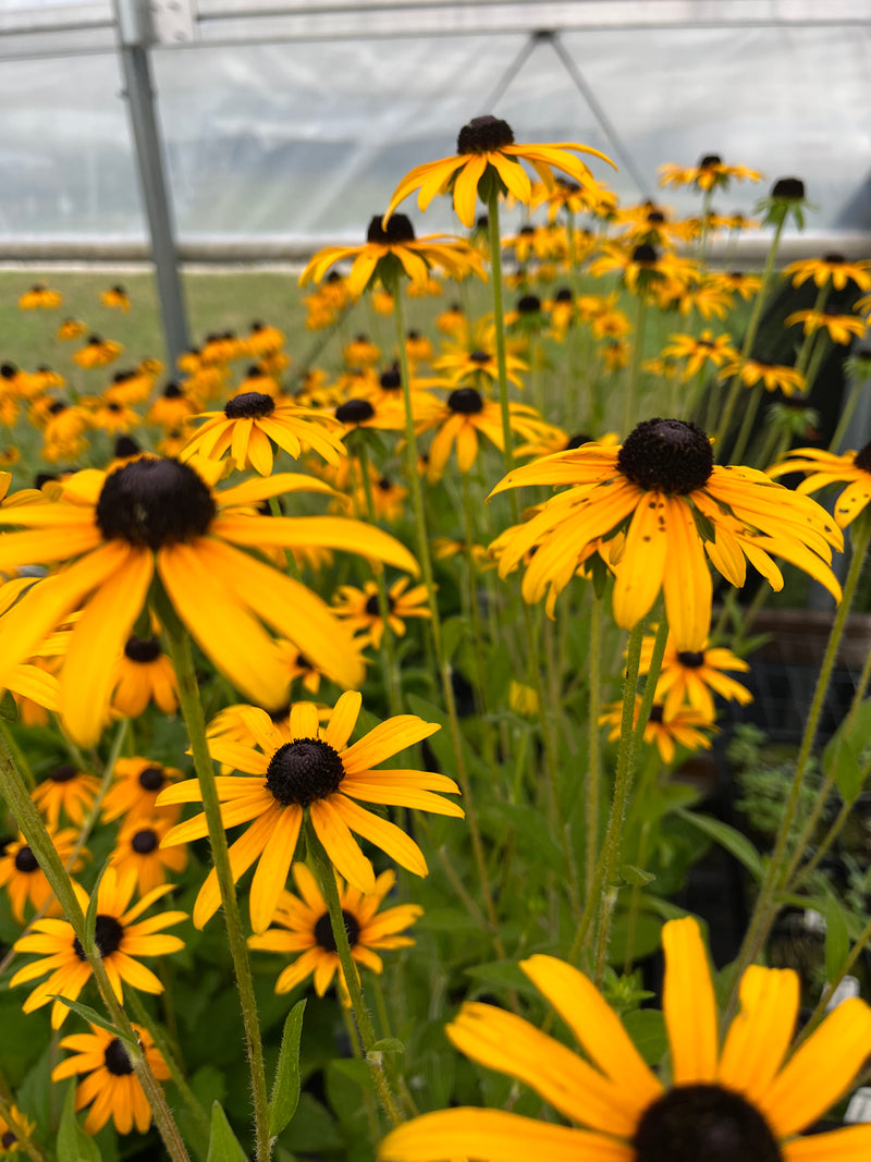 RUDBECKIA, DEAMII (BLACK-EYED SUSAN)