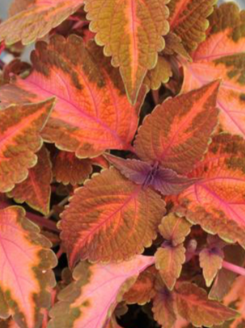 COLEUS, MAIN STREET SUNSET BOULEVARD