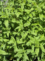 PYCNANTHEMUM MUTICUM (MOUNTAIN MINT)