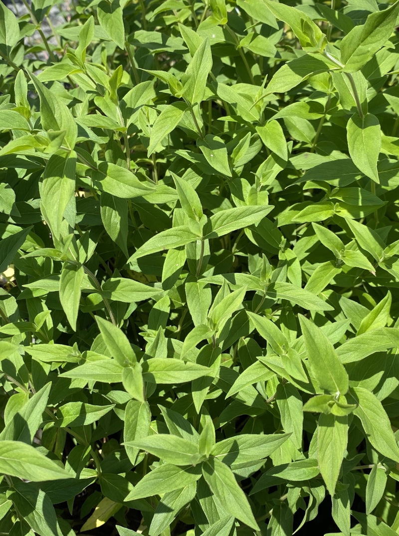 PYCNANTHEMUM MUTICUM (MOUNTAIN MINT)