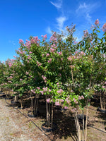 CRAPE MYRTLE, MUSKOGEE