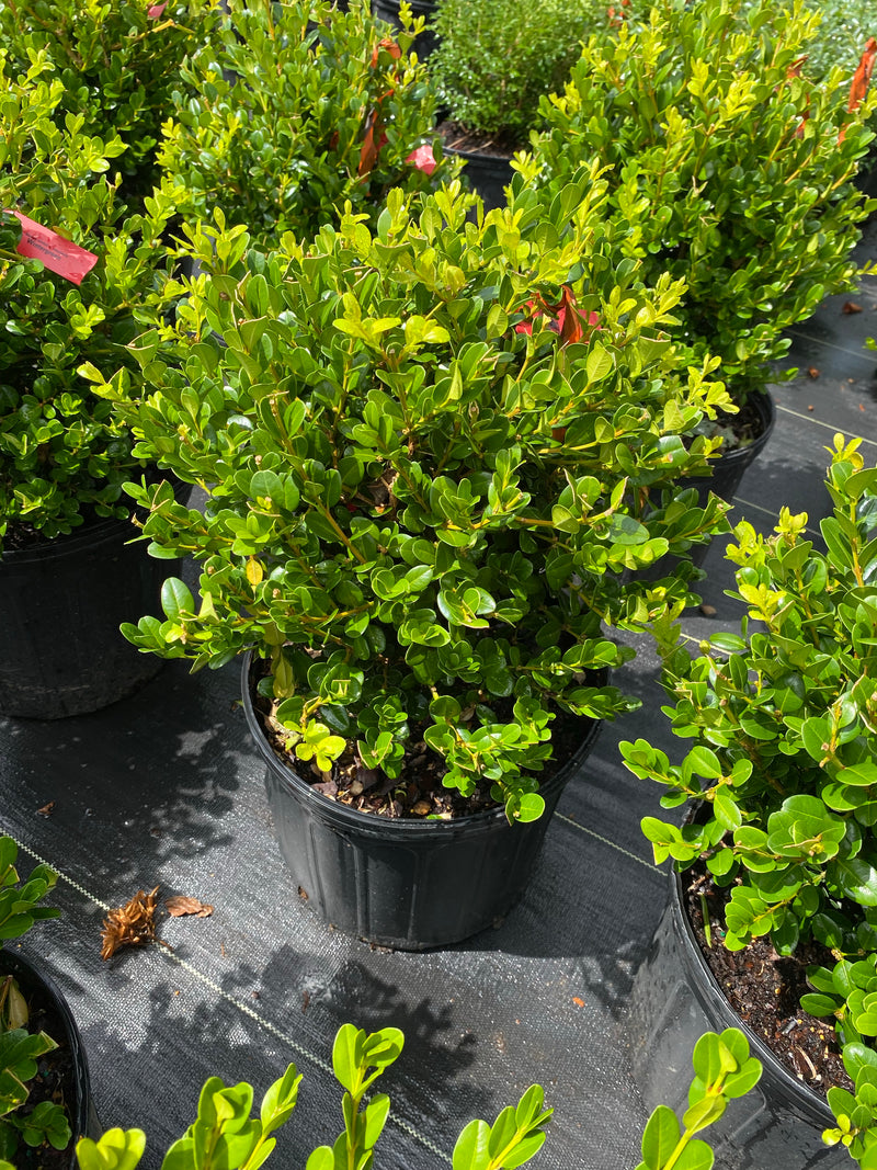 BOXWOOD, WINTERGREEN (KOREAN BOXWOOD)