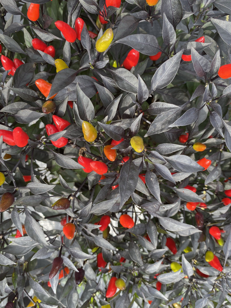 ORNAMENTAL PEPPER, MIDNIGHT FIRE