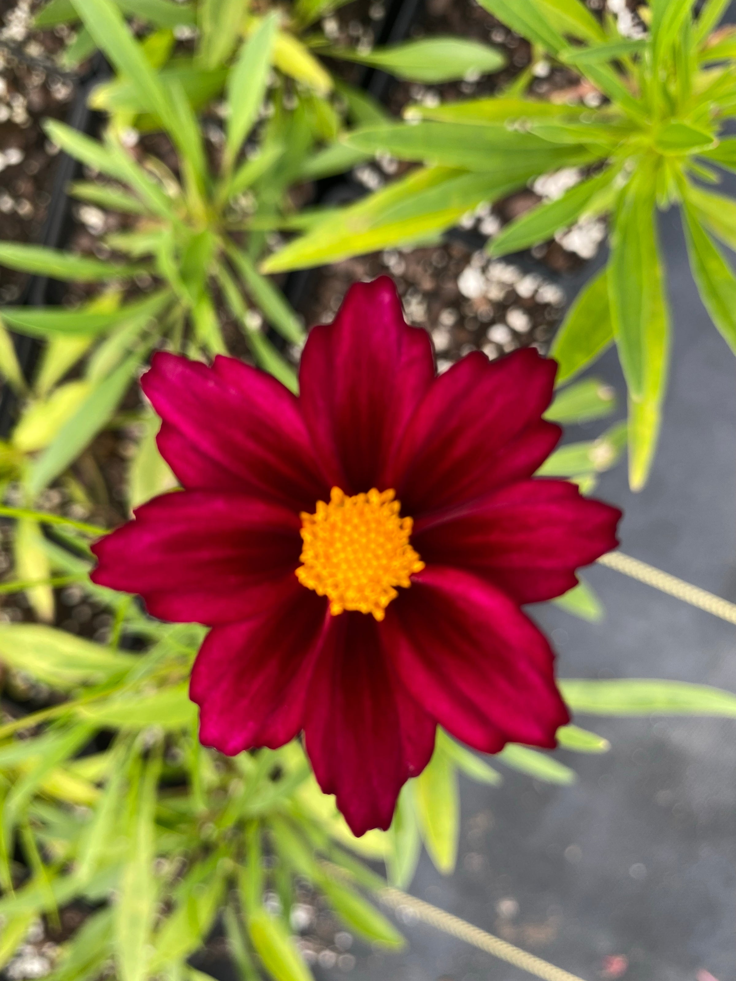 Coreopsis Rising Sun Mercury Rising Coreopsis