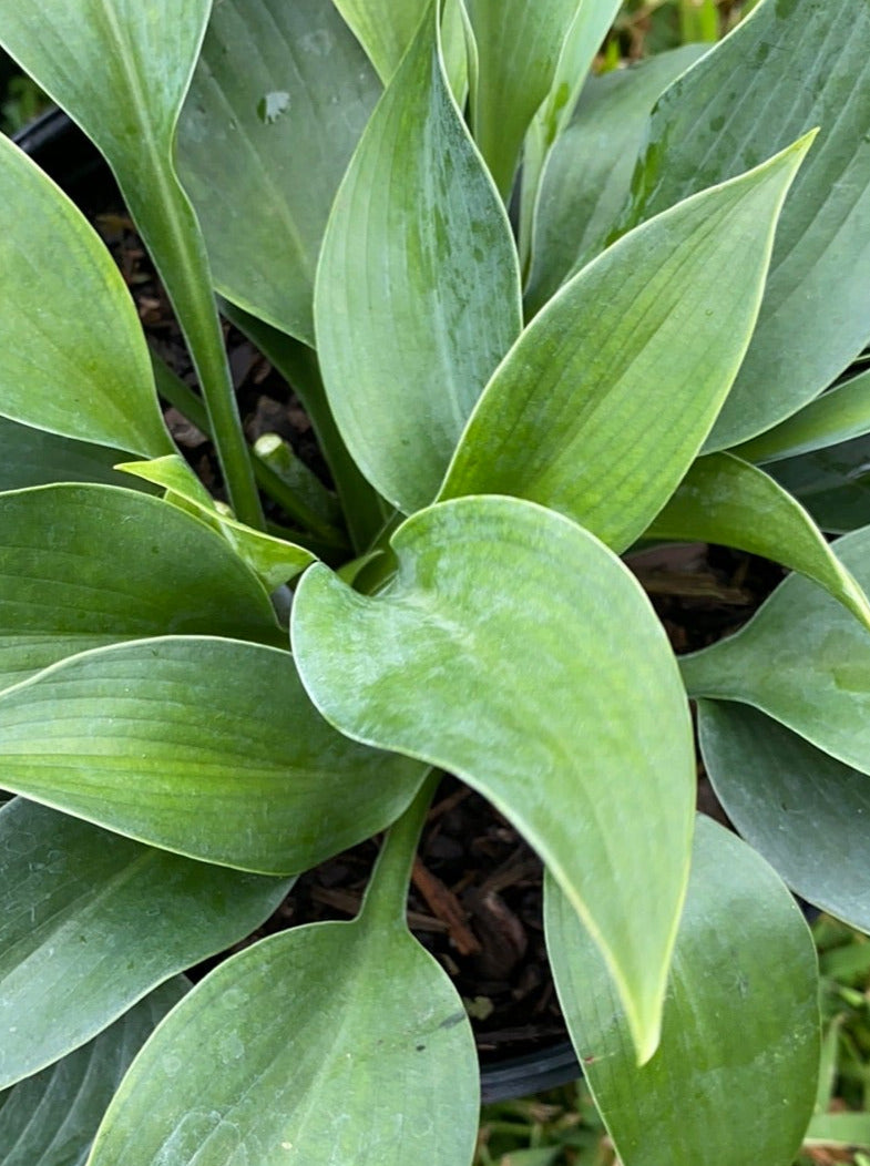 HOSTA, HALCYON