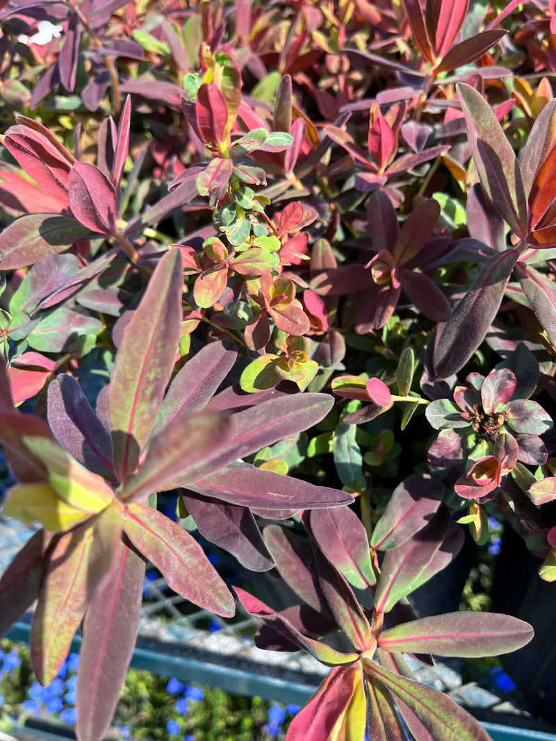 EUPHORBIA, BONFIRE (SPURGE)