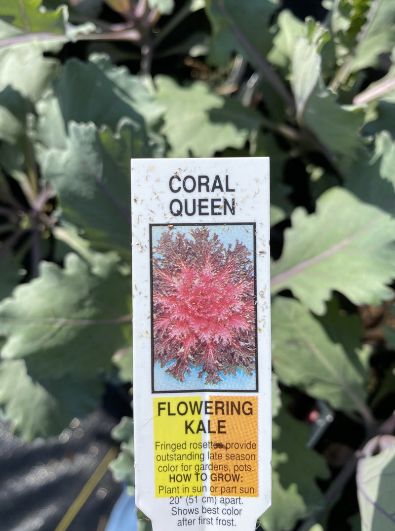 ORNAMENTAL KALE, CORAL QUEEN