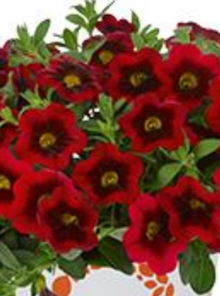 CALIBRACHOA, HULA RED