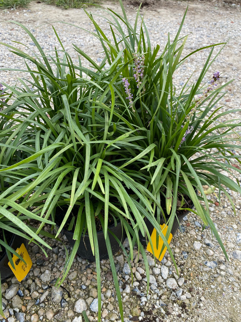 LIRIOPE, BIG BLUE (LILY TURF)