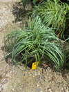 CAREX, BLUE ZINGER (SEDGE)
