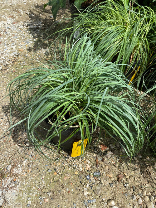 CAREX, BLUE ZINGER (SEDGE)