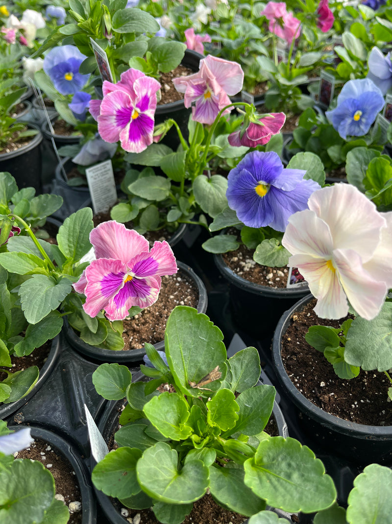 PANSY, MATRIX COASTAL SUNRISE MIX