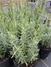 LAVENDER, MUNSTEAD