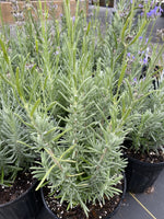 LAVENDER, MUNSTEAD