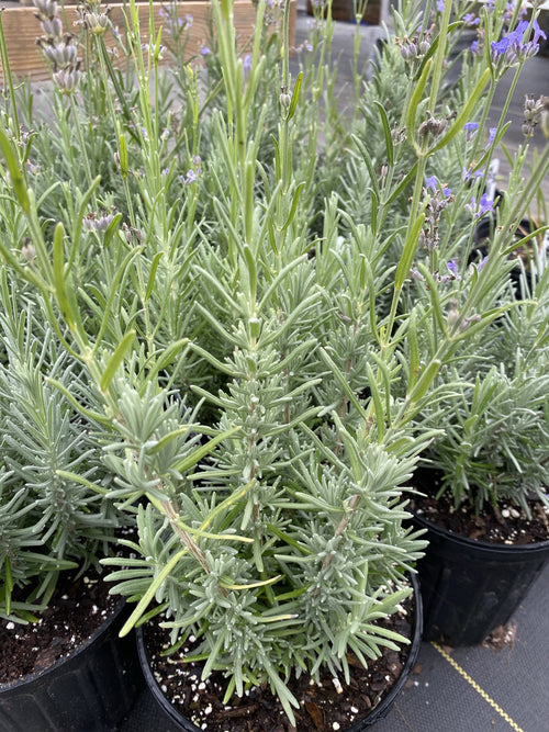 LAVENDER, MUNSTEAD
