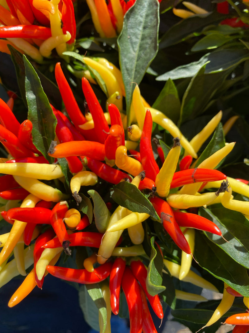 ORNAMENTAL PEPPER, MEDUSA