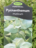PYCNANTHEMUM MUTICUM (MOUNTAIN MINT)