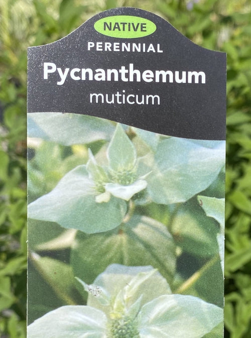 PYCNANTHEMUM MUTICUM (MOUNTAIN MINT)