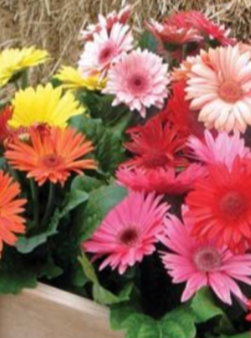 GERBERA DAISY, ROYAL MIX