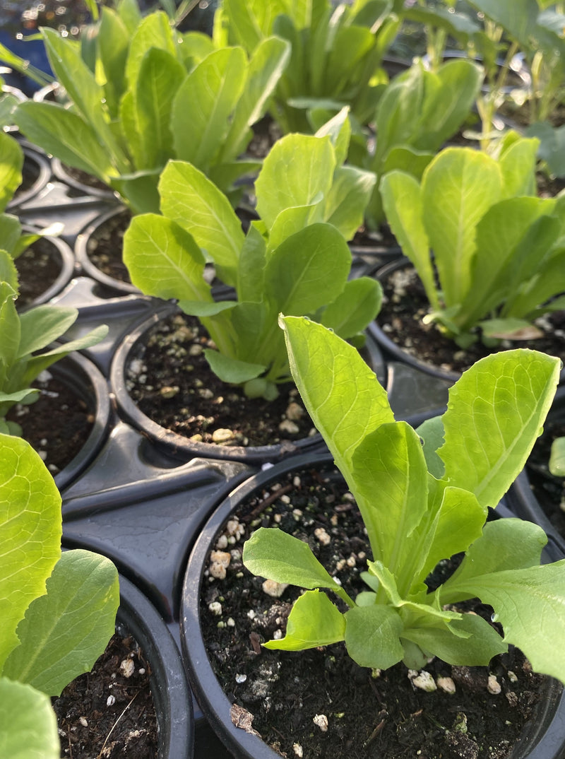 LETTUCE, ROMAINE