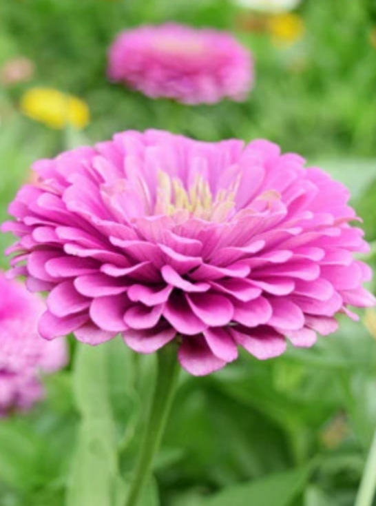 ZINNIA, BENARY'S GIANT LILAC