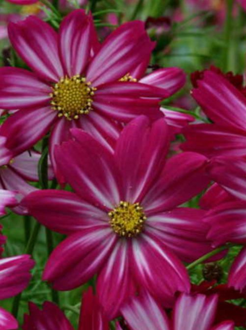 COSMOS, PEPPERMINT CANDY