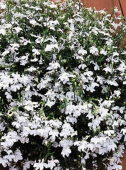 LOBELIA, REGATTA WHITE