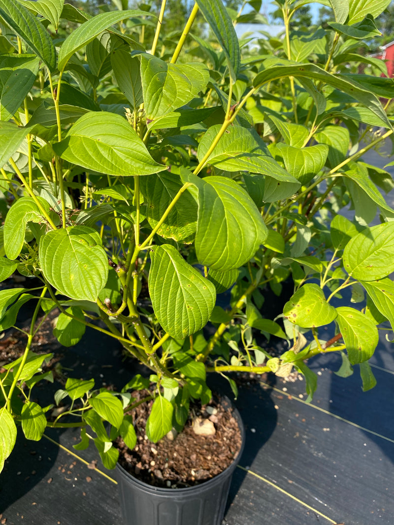 DOGWOOD, BUDD’S YELLOW (YELLOW TWIG)