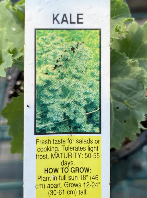 KALE