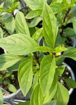 BASIL, SIAM QUEEN