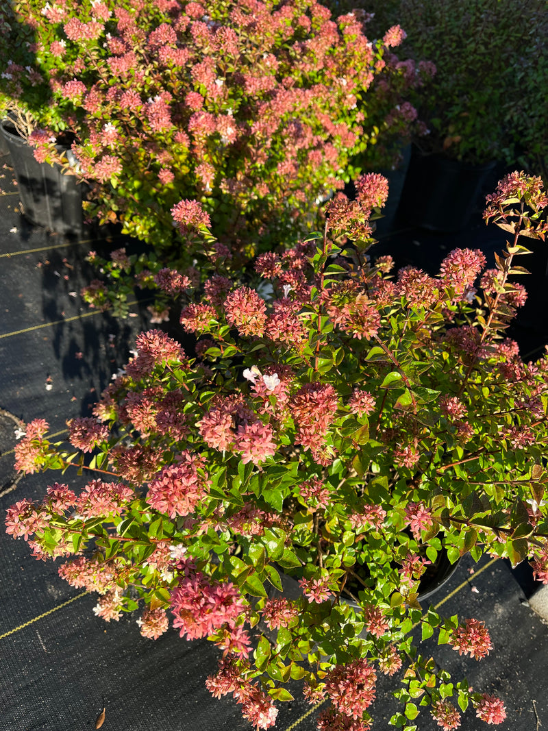 ABELIA, ROSE CREEK