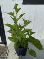 RUDBECKIA, VIETTE’S LITTLE SUZY (BLACK-EYED SUSAN)