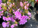 AZALEA, ELSIE LEE