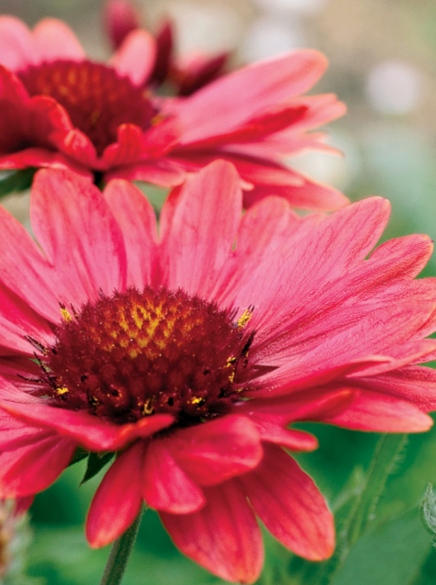 GAILLARDIA, ARIZONA RED SHADES (BLANKET FLOWER)