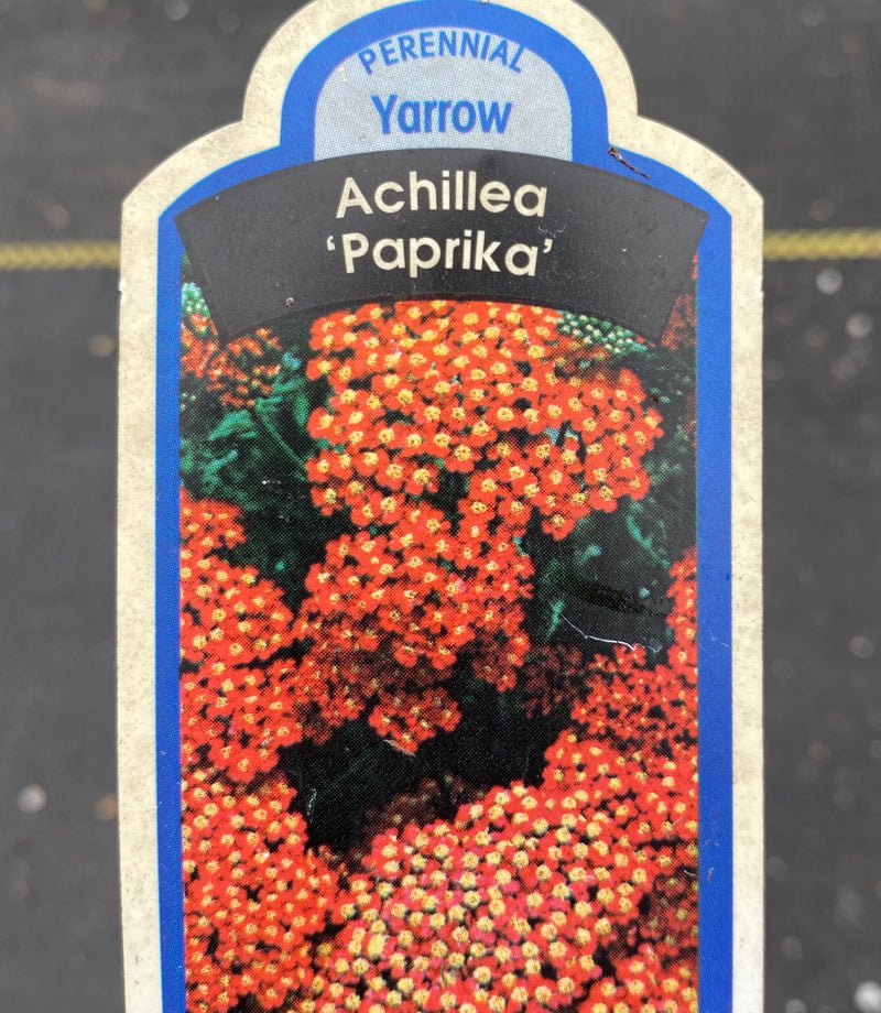 ACHILLEA, PAPRIKA (YARROW)