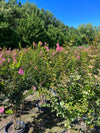 CRAPE MYRTLE, SIOUX
