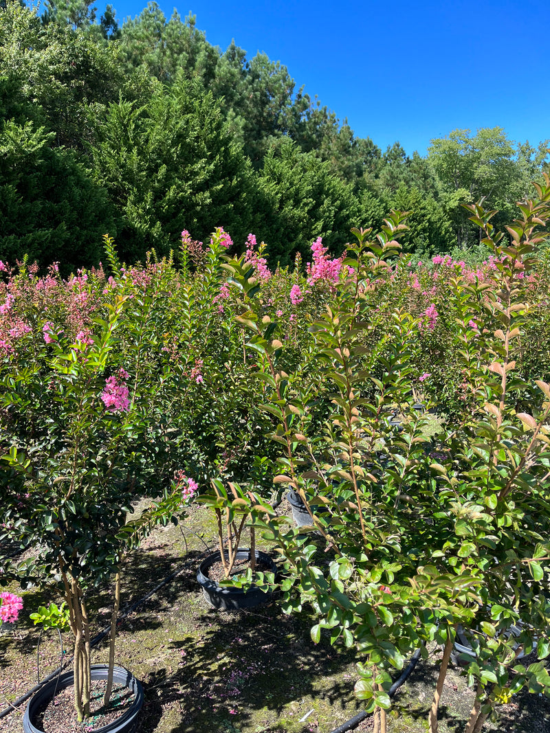 CRAPE MYRTLE, SIOUX