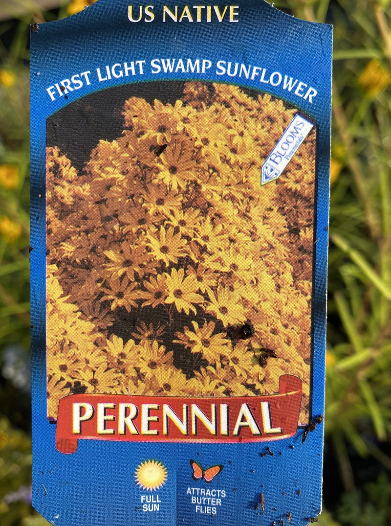 HELIANTHUS SALICIFOLIUS, FIRST LIGHT (SWAMP SUNFLOWER)