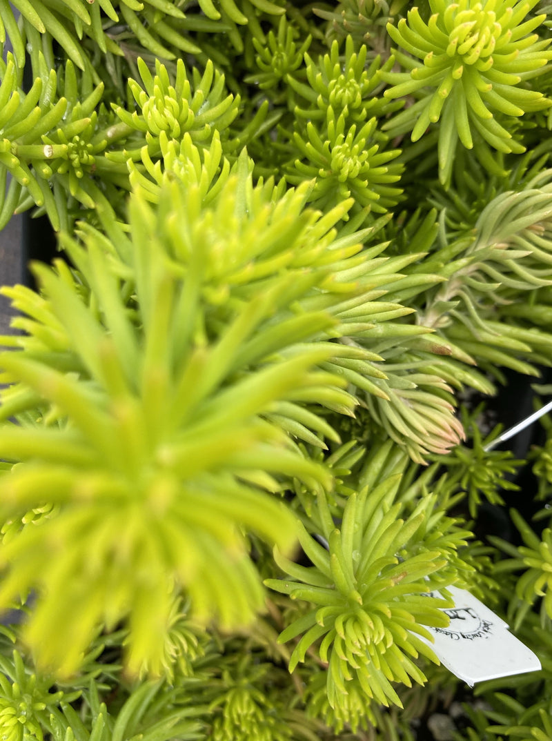 SEDUM, RUPESTRE ANGELINA (STONECROP)
