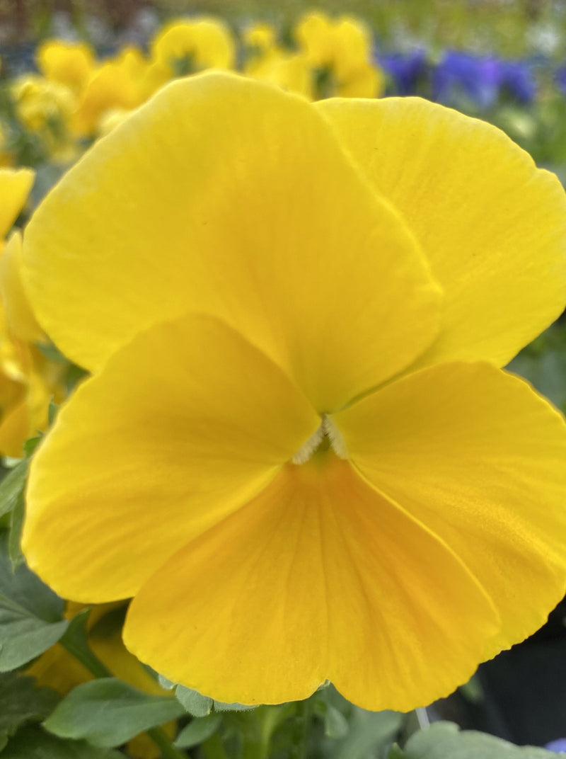PANSY, MATRIX YELLOW