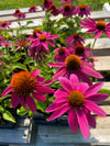 ECHINACEA, POWWOW WILD BERRY (CONEFLOWER)