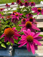 ECHINACEA, POWWOW WILD BERRY (CONEFLOWER)