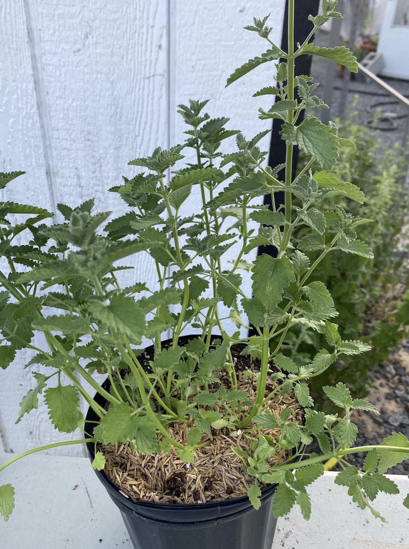 NEPETA, WALKERS LOW (CATMINT)