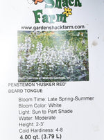 PENSTEMON, HUSKER RED (BEARD TONGUE)