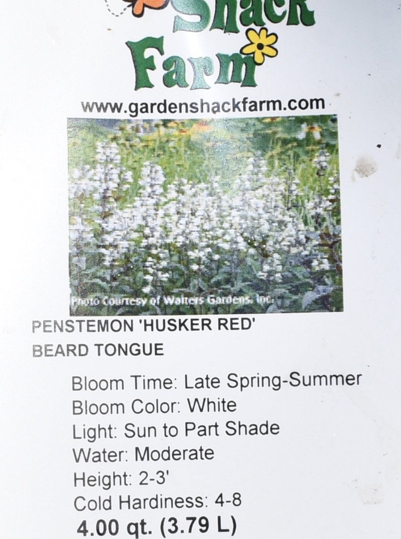 PENSTEMON, HUSKER RED (BEARD TONGUE)