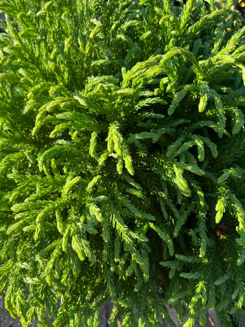 CRYPTOMERIA JAPONICA, GLOBOSA NANA