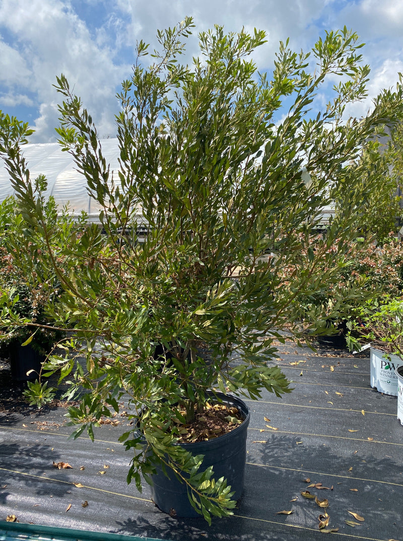 MYRICA CERIFERA (WAX MYRTLE, SOUTHERN BAYBERRY)