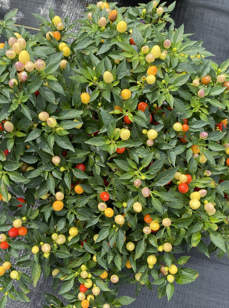 ORNAMENTAL PEPPER, HOT POPS YELLOW