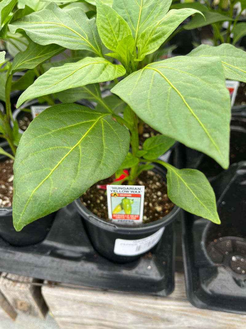PEPPER, HUNGARIAN WAX